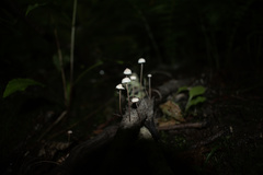 Mycena carolinensis