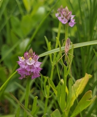 Polygala cruciata