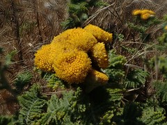 Tanacetum bipinnatum