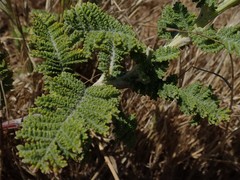 Tanacetum bipinnatum