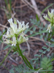 Astragalus bolanderi