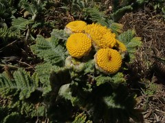 Tanacetum bipinnatum