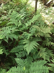 Parapolystichum microsorum pentangulare