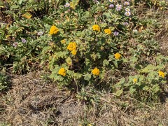 Tanacetum bipinnatum