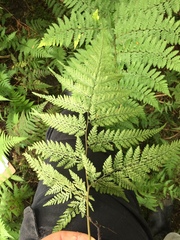 Parapolystichum microsorum pentangulare