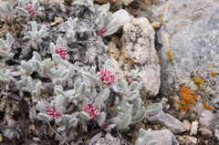 Eriogonum mancum