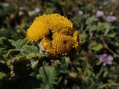 Tanacetum bipinnatum