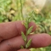 photo of Perennial Ryegrass (Lolium perenne)