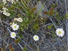 Brachyscome sinclairii