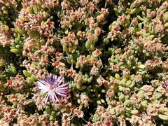 Delosperma cooperi