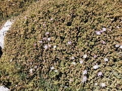 Delosperma cooperi