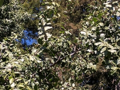 Thryomanes bewickii