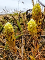 Castilleja ambigua