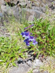 Penstemon ovatus