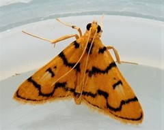 Dichocrocis
