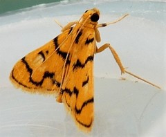 Dichocrocis