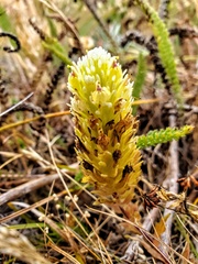 Castilleja ambigua
