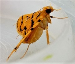 Dichocrocis