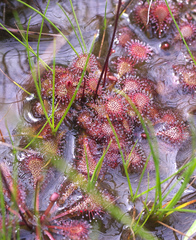 Drosera tokaiensis