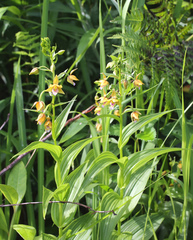 Epipactis thunbergii