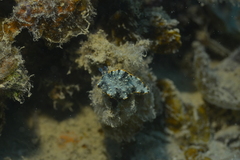 Dermatobranchus ornatus