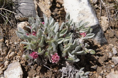 Eriogonum mancum