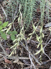 Astragalus conjunctus