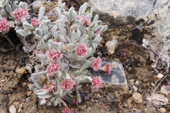 Eriogonum mancum