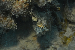 Dermatobranchus ornatus