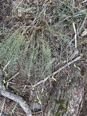 Astragalus conjunctus