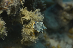 Dermatobranchus ornatus