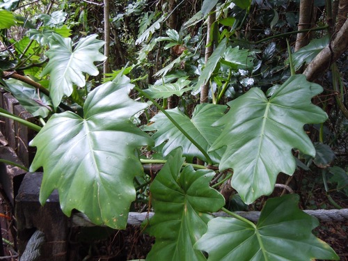 Philodendron subincisum
