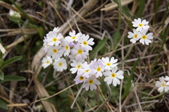 Primula alcalina
