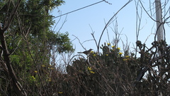 Toxostoma curvirostre