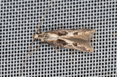 Blastodacna hellerella