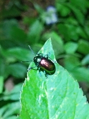 Platycorynus sauteri