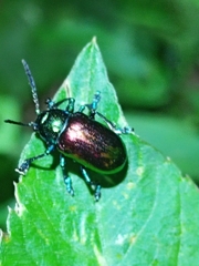 Platycorynus sauteri