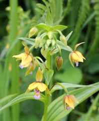 Epipactis thunbergii
