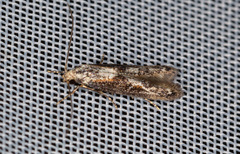Blastodacna hellerella