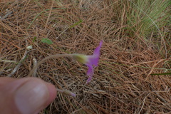 Oxalis truncatula