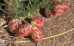 Astragalus ceramicus