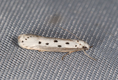 Ethmia terminella