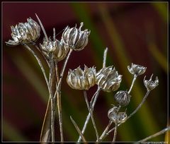 Linum monogynum monogynum