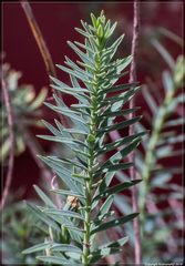 Linum monogynum monogynum