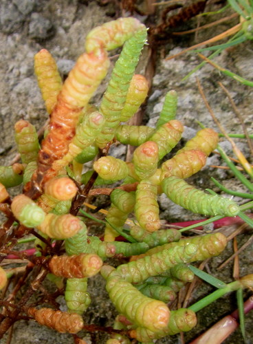 Many-flower Glasswort (Salicornia pachystachya)