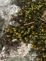 Plenogemma phyllantha