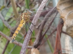 Orthetrum chrysostigma