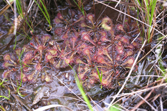 Drosera tokaiensis