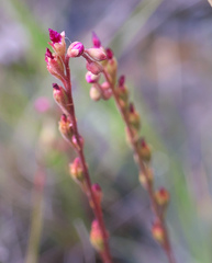 Drosera tokaiensis
