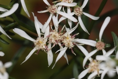 Sericocarpus linifolius